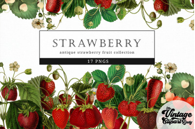 Strawberry Vintage Fruit Botanical Clip Art