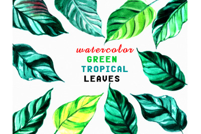 Set of Watercolor Green Tropical Leaves