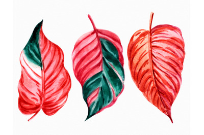 Set of Watercolor Tropical Leaves Graphic