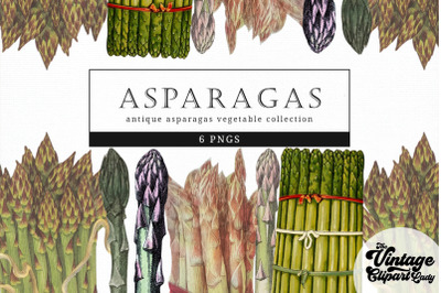 Asparagas Vintage Vegetable Botanical Clip Art