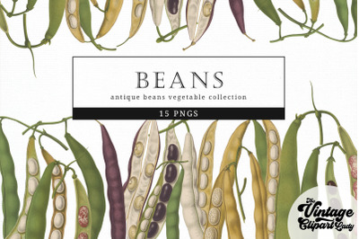 Beans Vintage Vegetable Botanical Clip Art