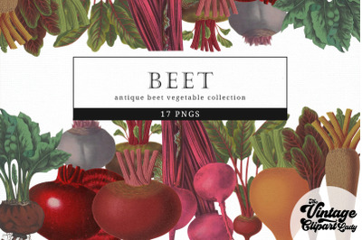 Beet Vintage Vegetable Botanical Clip Art