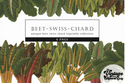 Beet-Swiss-Chard Vintage Vegetable Botanical Clip Art