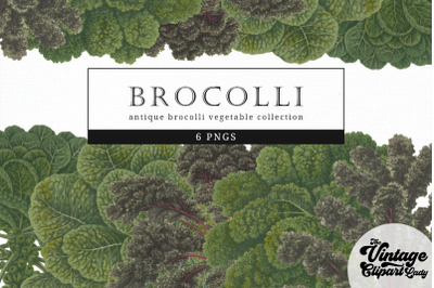Brocolli Vintage Vegetable Botanical Clip Art