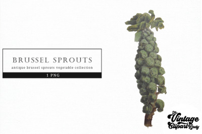Brussel Sprouts Vintage Vegetable Botanical Clip Art