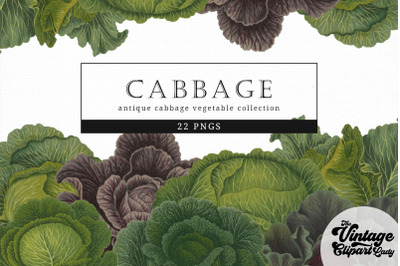 Cabbage Vintage Vegetable Botanical Clip Art