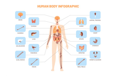 Human body infographic. Anatomy medical scheme with internal organs, k