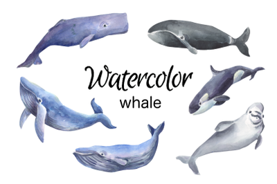 Whale watercolor clip art