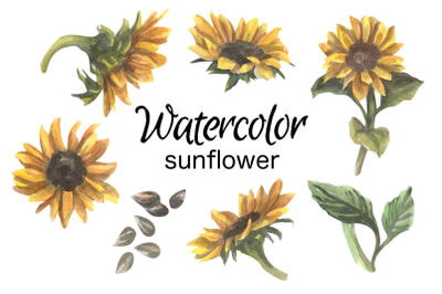 Sunflower watercolor clip art