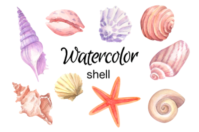 Watercolor seashell clip art