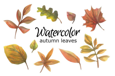 Autumn leaves watercolor clipart