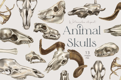 Animal skull clipart, watercolor bones