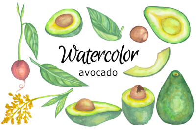 Avocado watercolor clip art