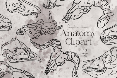 Animal Skull, Anatomy bones, Halloween Clipart PNG