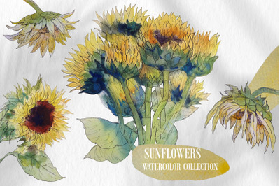 Sunflowers. Summer collection in Watercolor