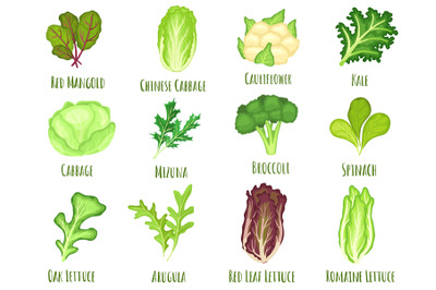 Vegetable lettuce. Salad cabbage, green spinach leaves and cartoon bro