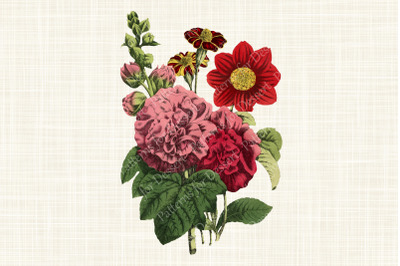 Vintage Pink Hollycock Flower Clipart