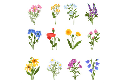 Blooming wild flowers. Beautiful meadow plants, isolated colorful flor