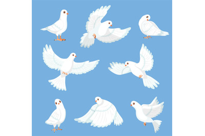 Cartoon white dove. Peace and freedom symbol pigeon, different poses,