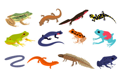 Tropical amphibian. Different frogs and lizards breed, toad and chamel