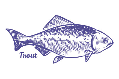 Trout sketch. Char fish in hand drawn style