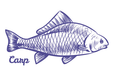 Carp engraving. Freshwater fish sketch. River animal icon