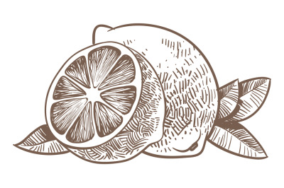 Lemon sketch. Hand drawn whole fruit and half cut