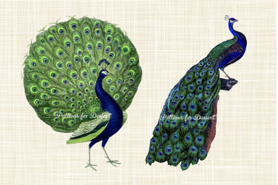 Vintage Peacock Clip Art