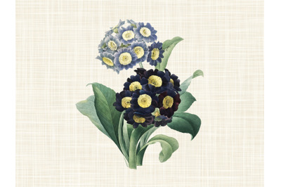 Auricula Vintage Flower Clip Art