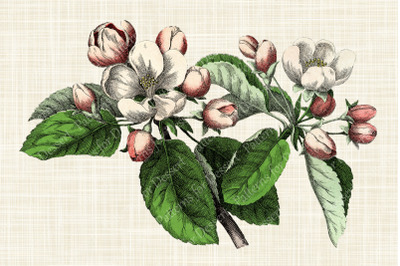 Vintage Apple Blossom Flower Clipart