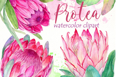 Watercolor Protea clipart Bundle | Pink tropical flowers PNG