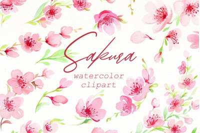 Sakura Blossom watercolor clipar Bundle | Spring flowers png.