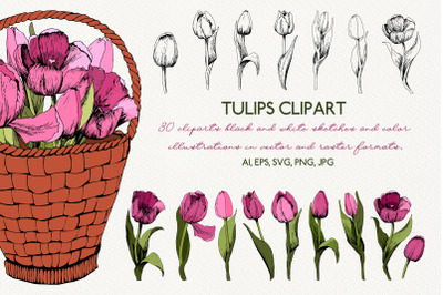 Tulip Clipart. PNG, EPS, SVG, AI, JPG