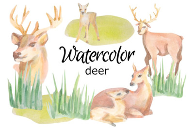 Watercolor deer clip art