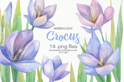 Watercolor Crocus Clipart - PNG Files