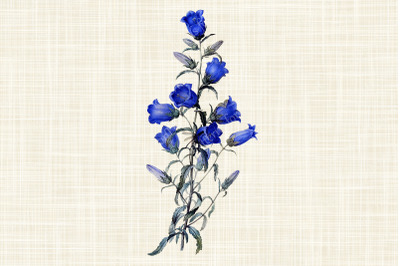 Vintage Blue Canterbury Bells Flower