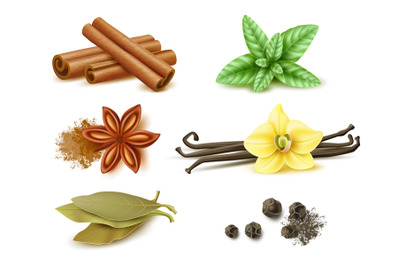 Spices and herbs. Realistic dry and fresh cooking aroma ingredients, v