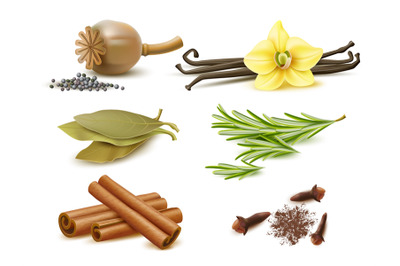 Realistic spices and herbs. Isolated natural elements, dry and fresh i