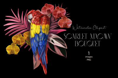 Scarlet macaw, Watercolor birds clipart, sublimation Bouquet