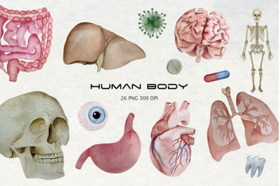 Watercolor human organs clipart anatomy illustration