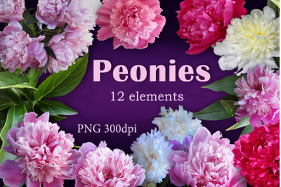 Flowers Peonies. Photo clip art