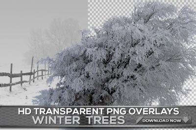 30 TRANSPARENT PNG Winter Trees In Snow Overlays