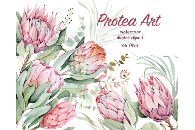 Watercolor Protea clipart. Pink Tropical Flowers. Wedding Protea