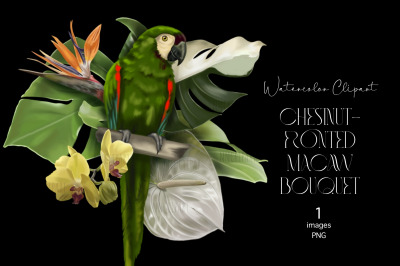 Green macaw Parrot, Watercolor bouquet clipart