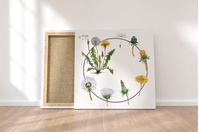 Watercolor Dandelion Life Cycle Set
