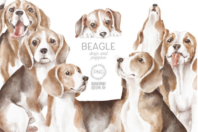 Beagle dogs clipart bundle