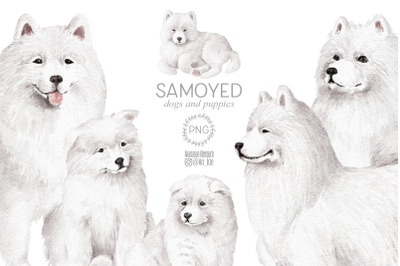 Samoyed dogs clipart bundle
