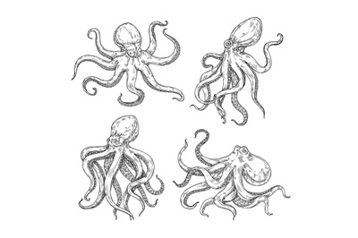 Sketch octopuses. Hand drawn squid animal, octopus with tentacles, und