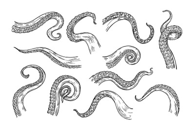 Octopus tentacles engraving. Hand drawn tentacle of underwater squid a
