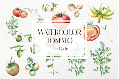 Watercolor Tomato Life Cycle Set